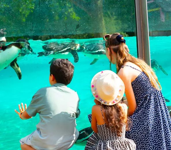 London Zoo and shopping Summer Family Day