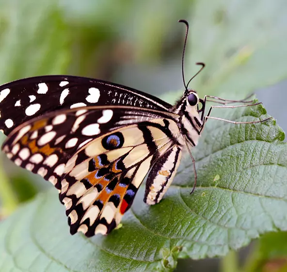 The butterflies of the British Isles. Butterflies. THE BUTTERFLY. II third,  which are closely united, each bear a pair of wings also. The legs, which  in the butterfly are adapted for