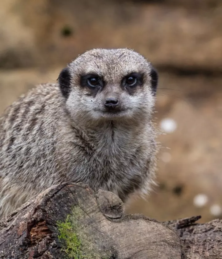 Slender-tailed meerkats | London Zoo