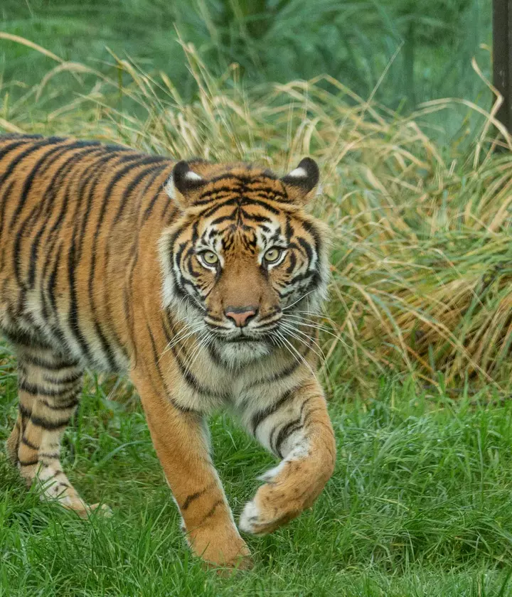 Sumatran tigers | London Zoo