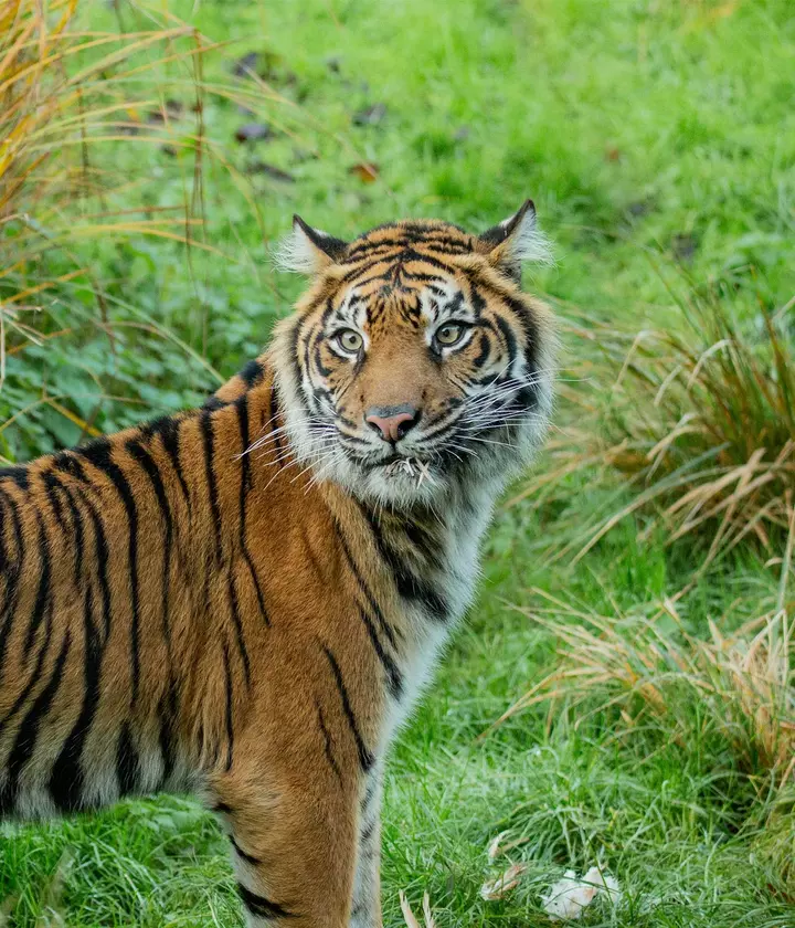 Sumatran tigers born at London Zoo