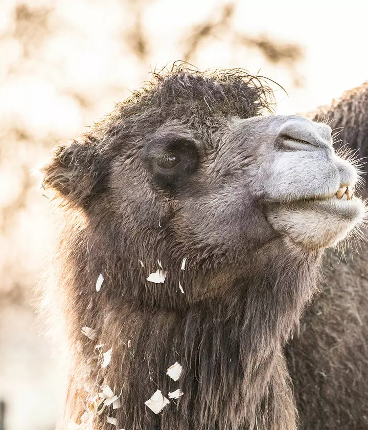 Domestic Bactrian camel | London Zoo
