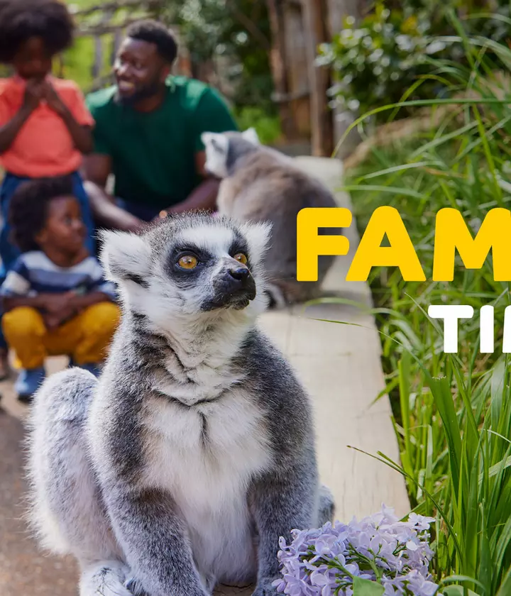 Family days out | London Zoo