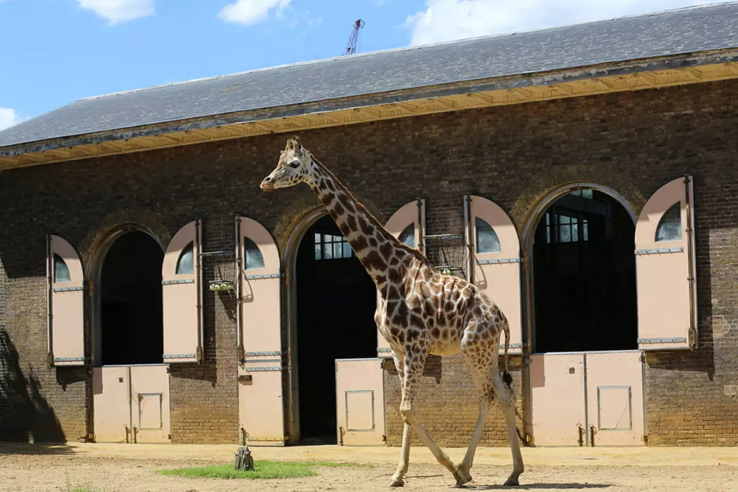 Giraffe house history | London Zoo Giraffe house history | London Zoo