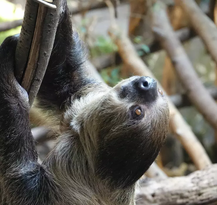 Two-toed sloth | London Zoo