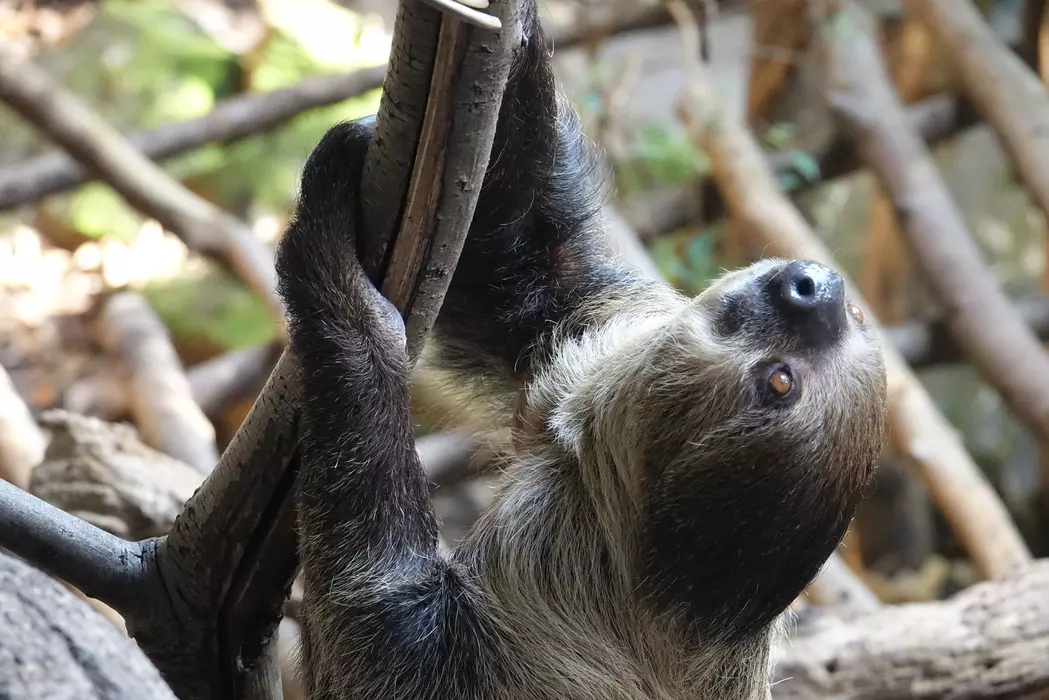 Two-toed sloth | London Zoo Two-toed sloth | London Zoo