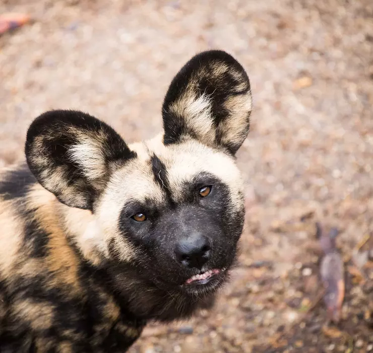 African wild dog | London Zoo African wild dog | London Zoo