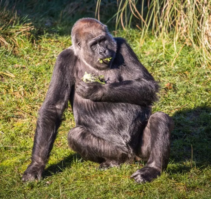 Effie the western lowland gorilla eating some leafy greens at Gorilla Kingdom London Zoo