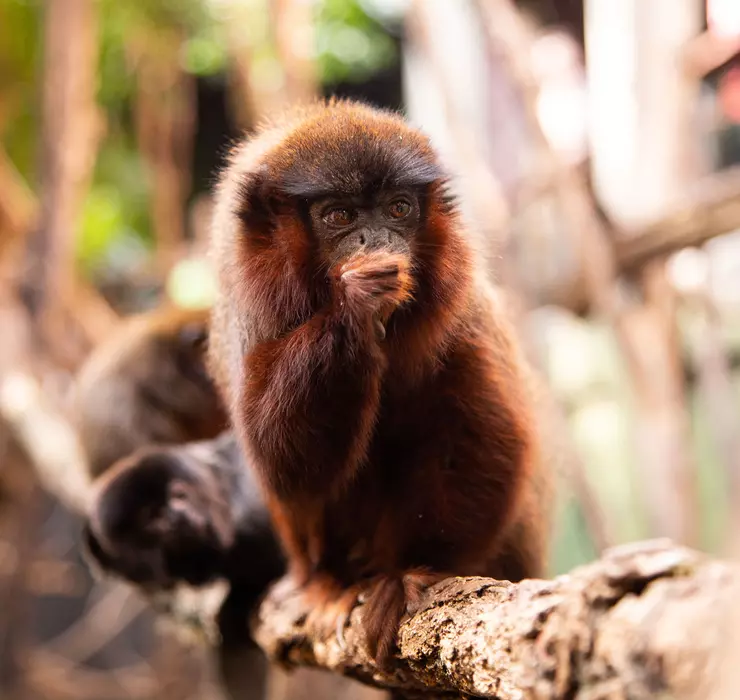 Meet the Monkeys | London Zoo