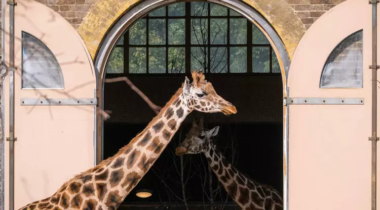 Giraffes in their indoor and outdoor enclosures at London Zoo