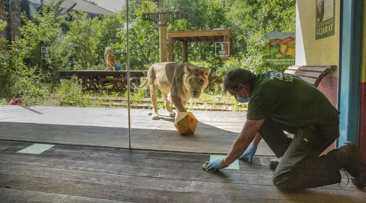 A Keeper cleans the floor by the Land of the Lions as a lion looks on 