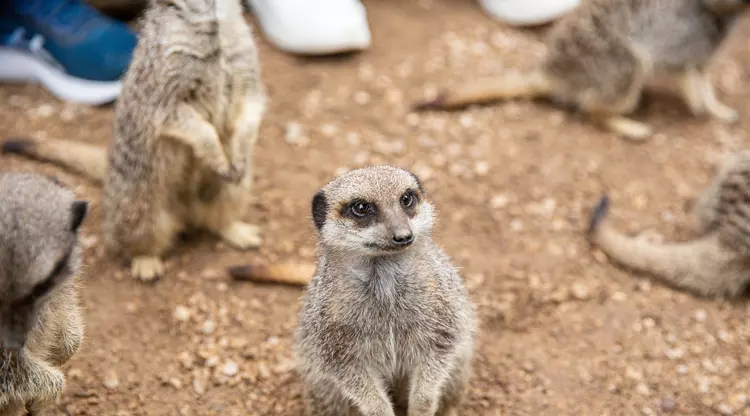 A mob of meerkats during a Meet the Meerkats Experience at London Zoo