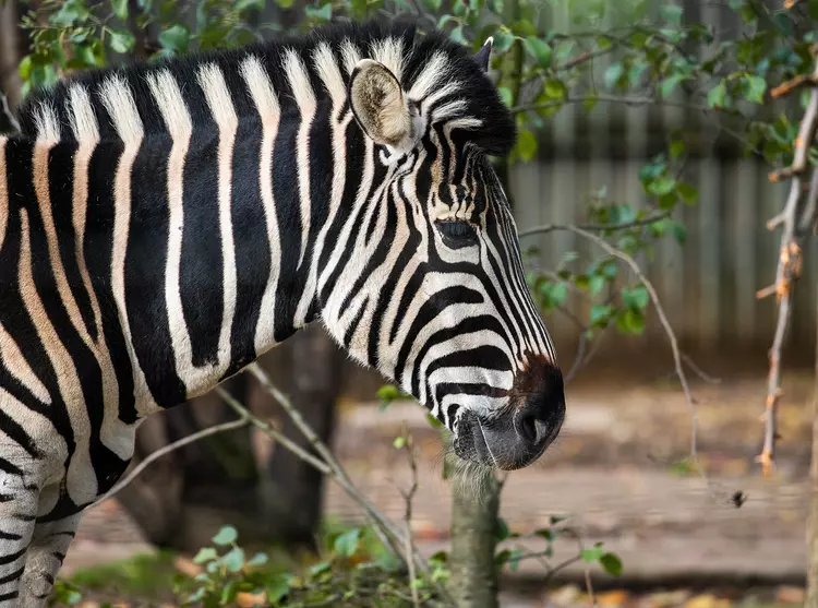A Chapman's zebra at London Zoo