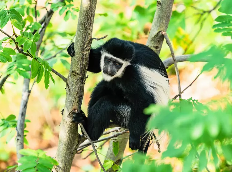 A colobus monkey holding onto a tree in Monkey Valley