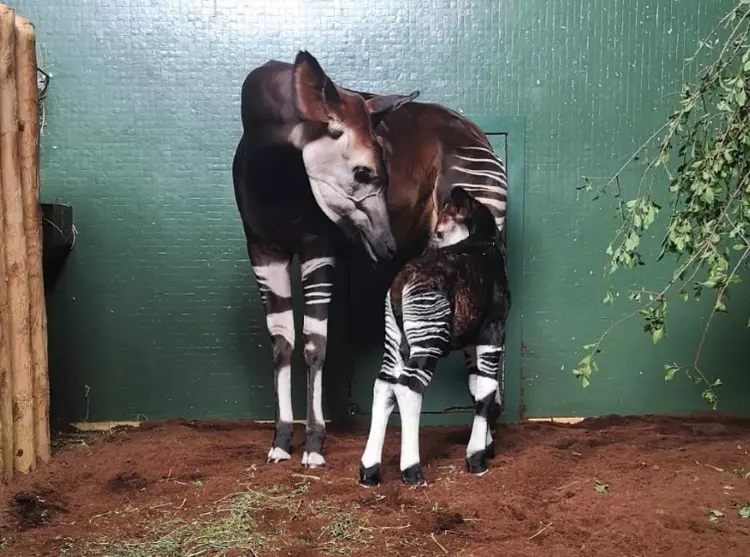 Oni the okapi with her baby, Ede in their indoor house