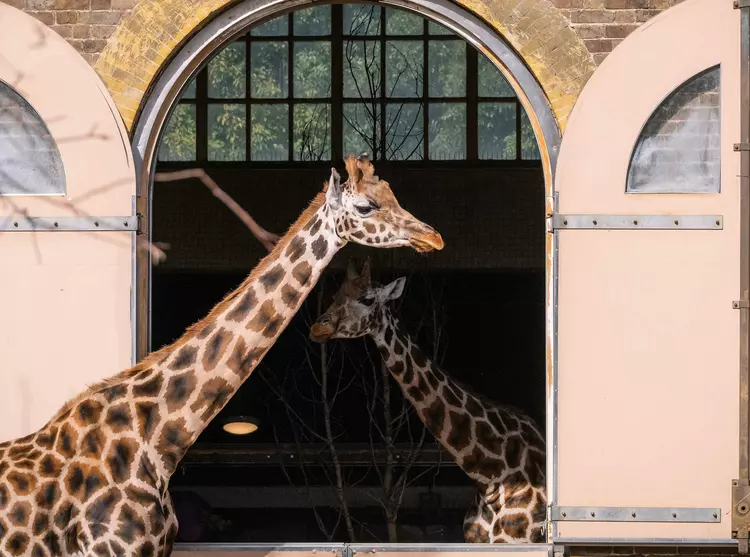 Giraffes in their indoor and outdoor enclosures at London Zoo