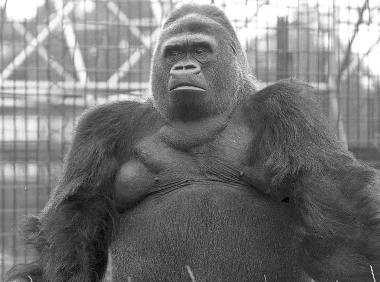 Guy the silverback gorilla at London Zoo