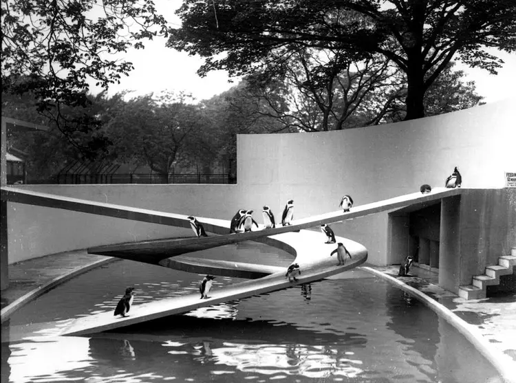 Penguins at Lubetkin penguin pool at London Zoo designed by Berthold Lubetkin