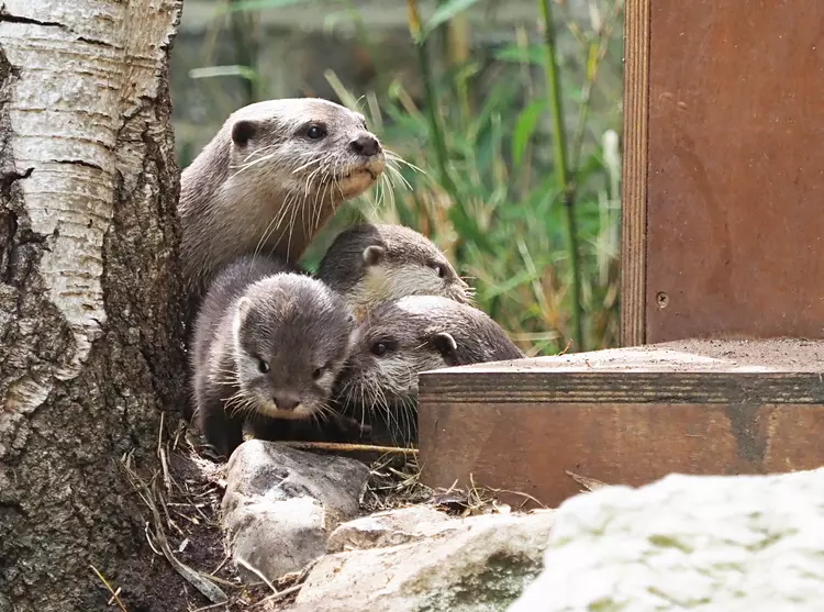 Our Asian short-clawed otter family enjoy the sunshine at London Zoo