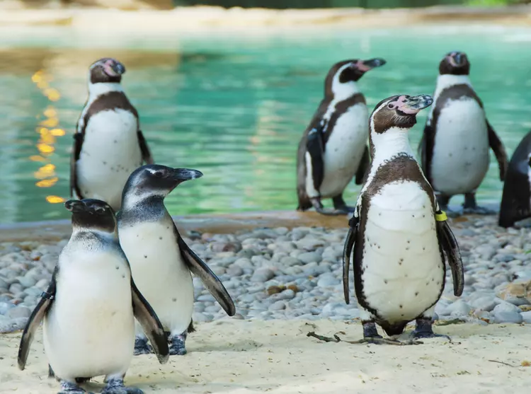 Group of Humboldt penguins at London Zoo 