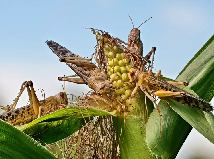 Desert locust swarm feeding on corn
