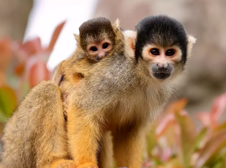 Squirrel monkey baby at London Zoo