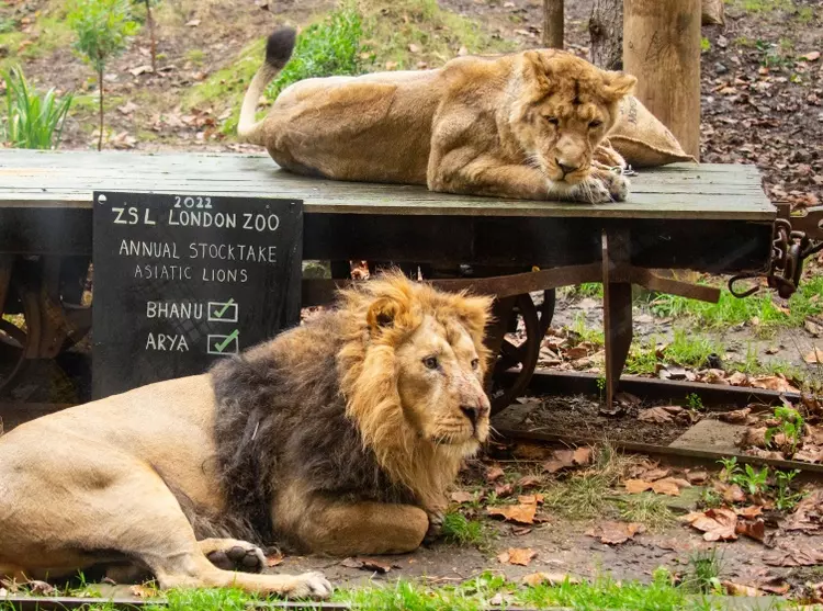 Asiatic lions Bhanu and Arya lie next to a chalk board with a tally table and are counted at the Annual Stocktake 2022 at ZSL London Zoo
