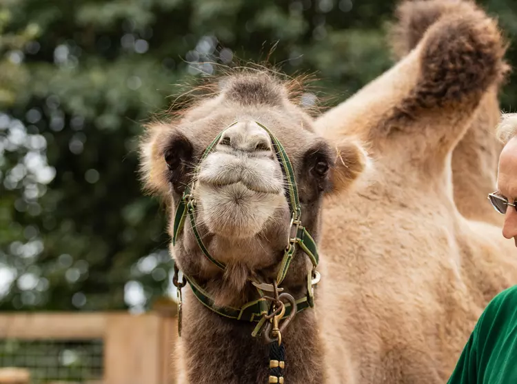 Domestic Bactrian camel Noemie at London Zoo with her harness on, ready for a walk