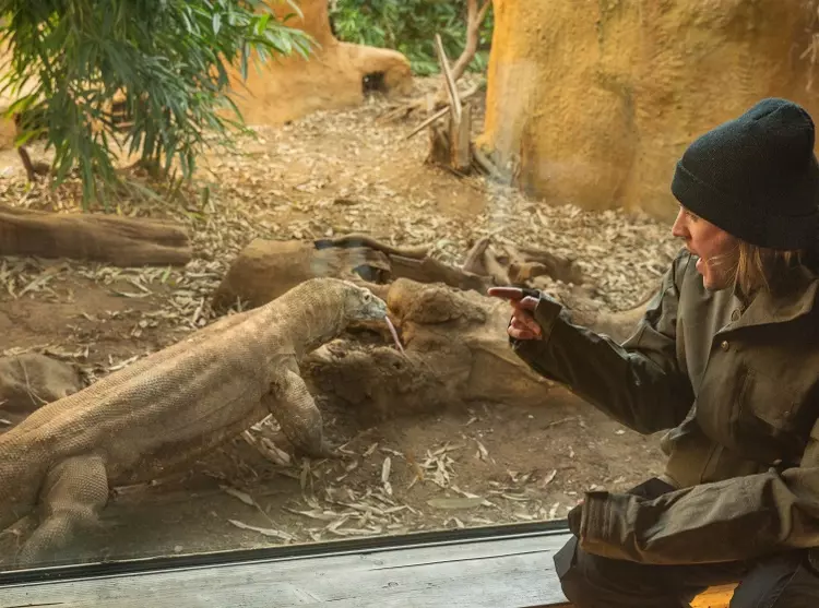 Dougie Poynter meets Komodo dragon on meet the animal experience
