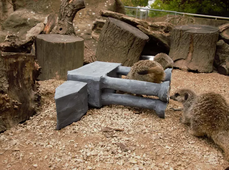 Meerkats explore an AT-AT walker to celebrate Star Wars Day