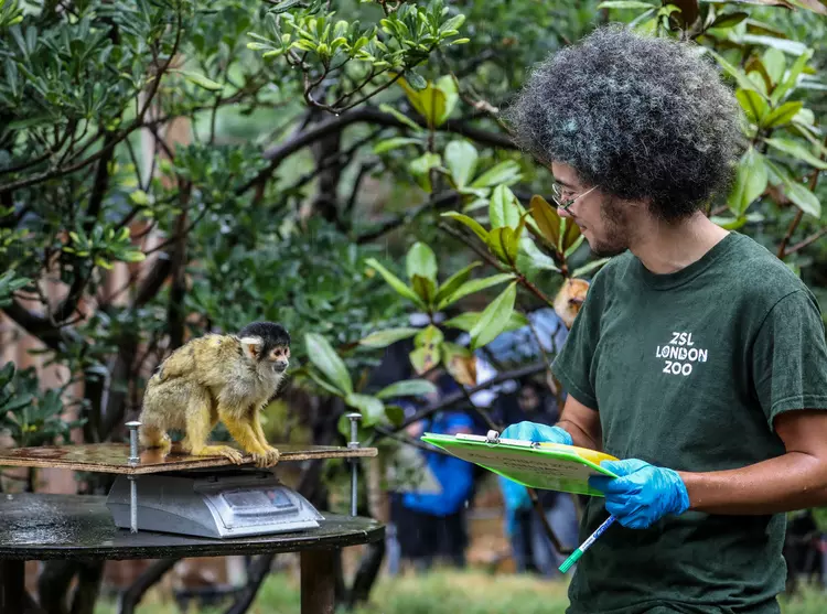 Squirrel monkey Winnie being weighed by Zookeeper Rowan Swainson