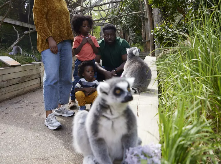 Family In With The Lemurs at London Zoo