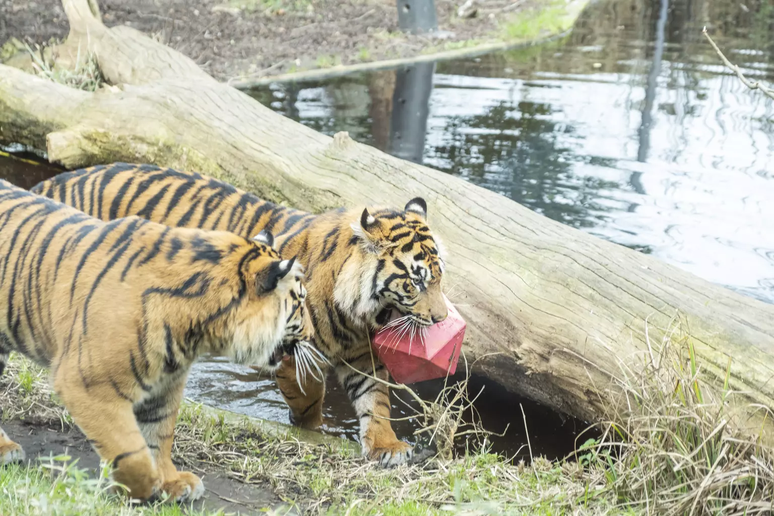 Tiger Keeper Experience | London Zoo