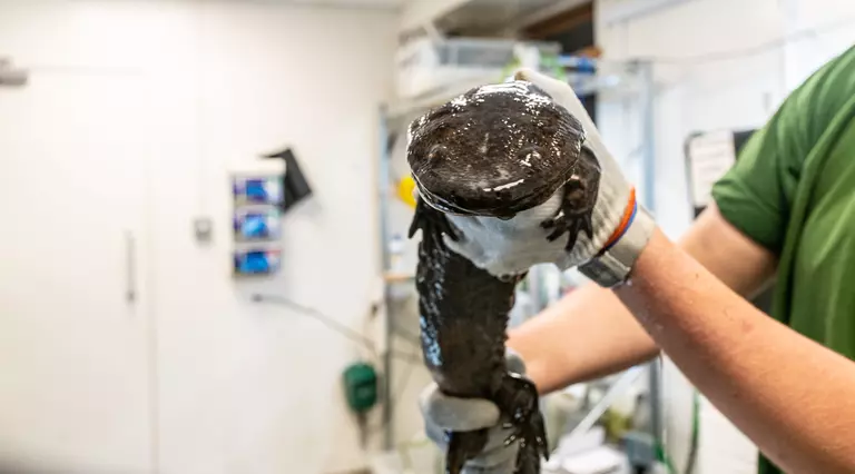Chinese giant salamander being held during a health check at London Zoo