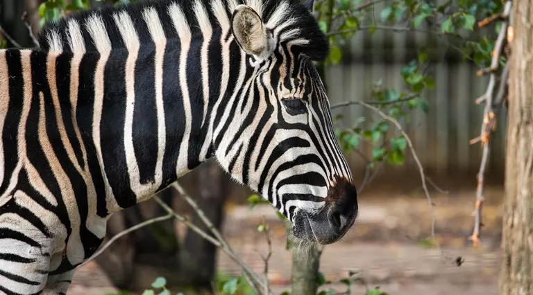 A Chapman's zebra at London Zoo
