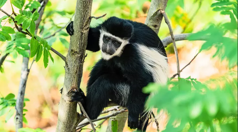 Eastern black-and-white colobus monkey in a tree at London Zoo