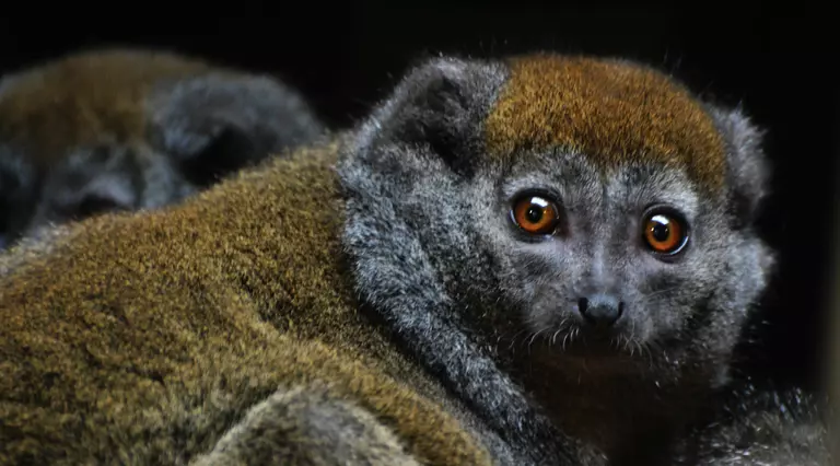 Alaotran Gentle Lemur