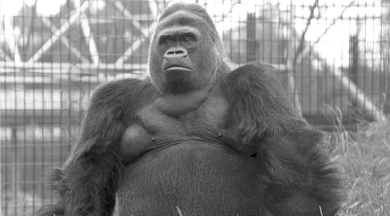 Guy the silverback gorilla at London Zoo