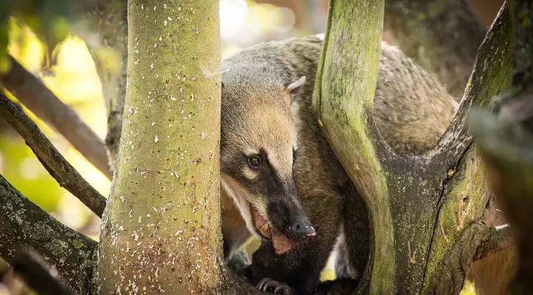 A brown-nosed coati in a tree at London Zoo