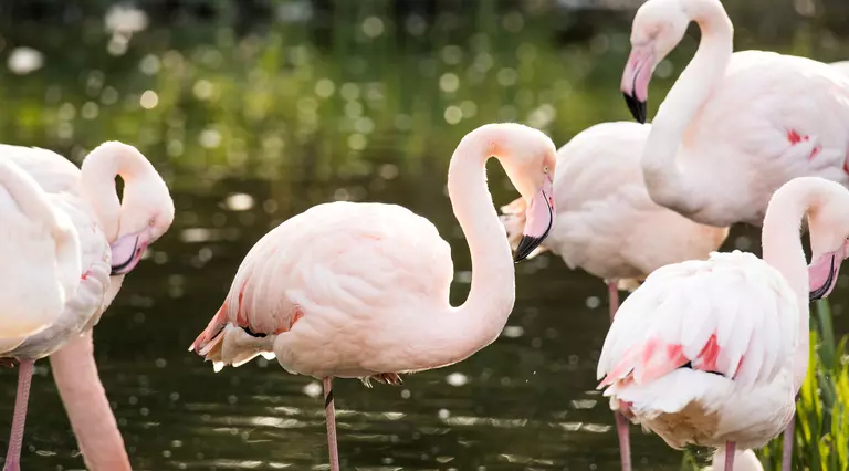 Greater flamingos standing the water in their habitat at London Zoo 