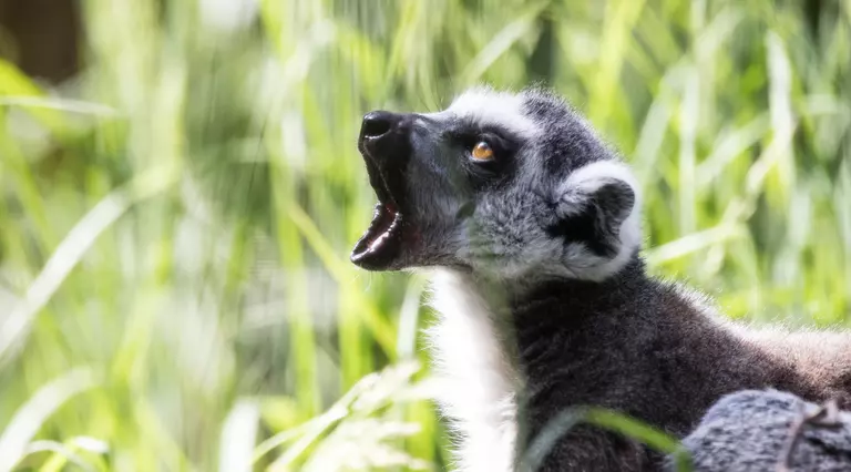 A ring-tailed lemur at London Zoo 