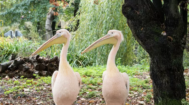 A pair of pelicans at London Zoo