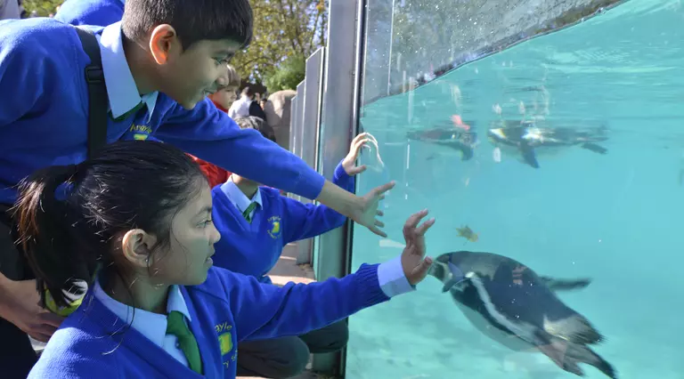 Two students visitng the penguins at London Zoo