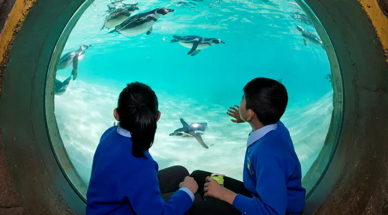 Two primary school students at London Zoo on a school trip