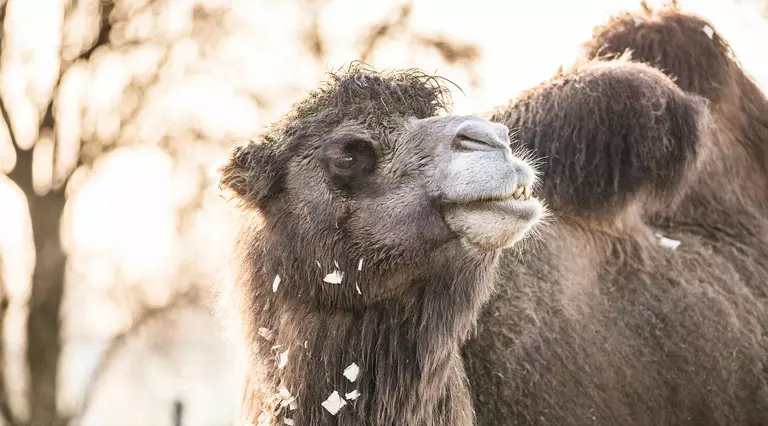 A domestic Bacterian camel at London Zoo 
