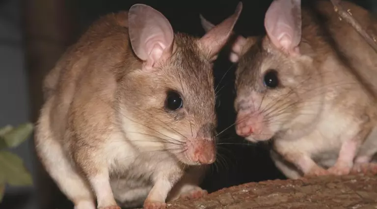 Two Malagasy giant jumping rats
