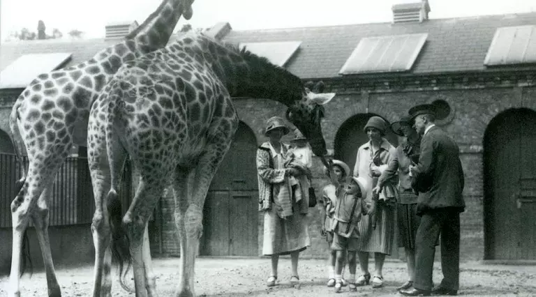 Black and white photo of giraffes at Decimus Burton's Giraffe House