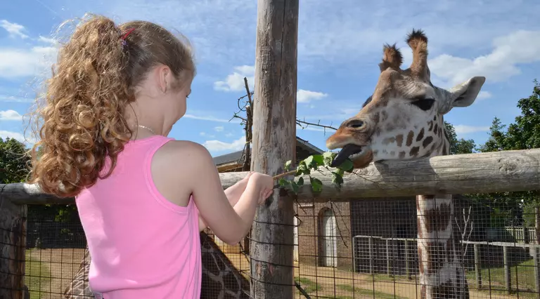 Girl in pink top feeding giraffe during a feeding experience at London Zoo