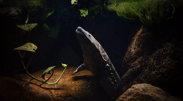 A Chinese giant salamander at London Zoo