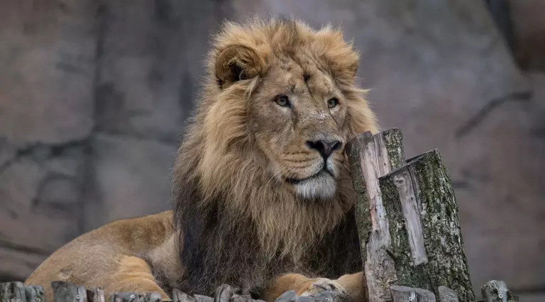 Asiatic lion Bhanu at London Zoo